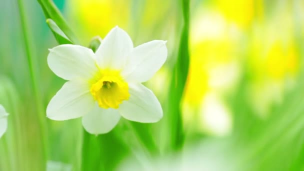 Jonquilles jaunes 