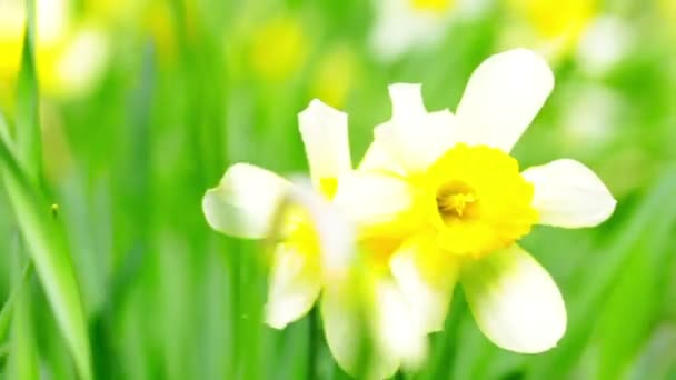 Daffodils amarelos — Vídeo de Stock