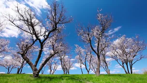 Pintar árboles de flor de cerezo — Vídeo de stock