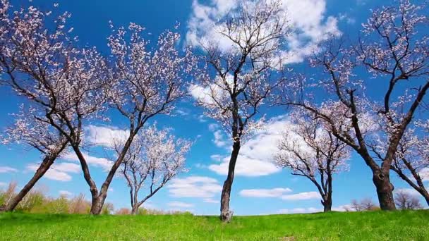 Pintar árboles de flor de cerezo — Vídeo de stock