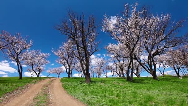 Tinta de cerejeira árvores de flor — Vídeo de Stock