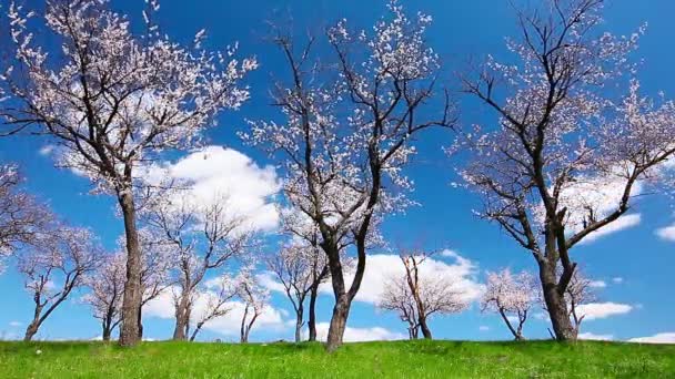Pintar árboles de flor de cerezo — Vídeo de stock