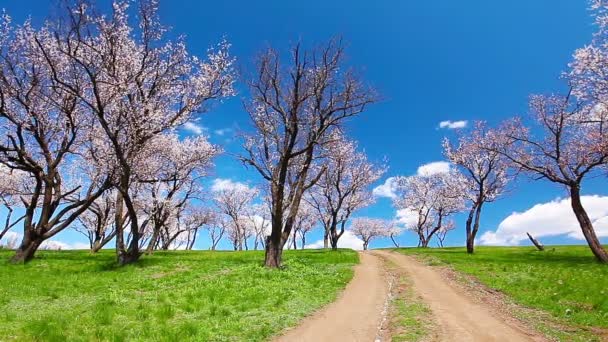 Roze kersenbloesem bomen — Stockvideo