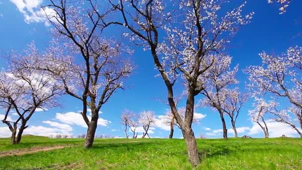 Pembe kiraz çiçeği ağaçlar — Stok video