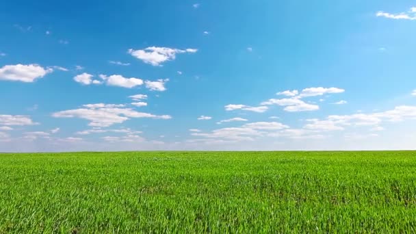 Campo sob céu nublado — Vídeo de Stock