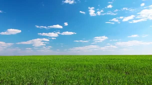 Fältet under mulen himmel — Stockvideo