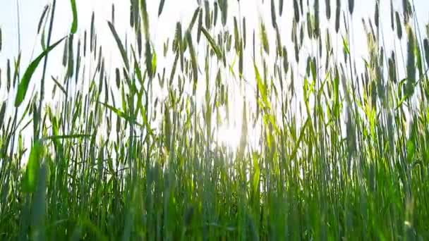 Green Wheat Field — Stock Video