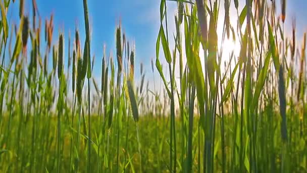 緑の小麦畑 — ストック動画