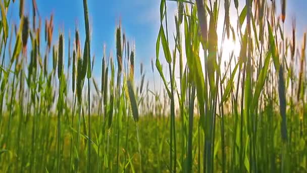 Green Wheat Field — Stock Video