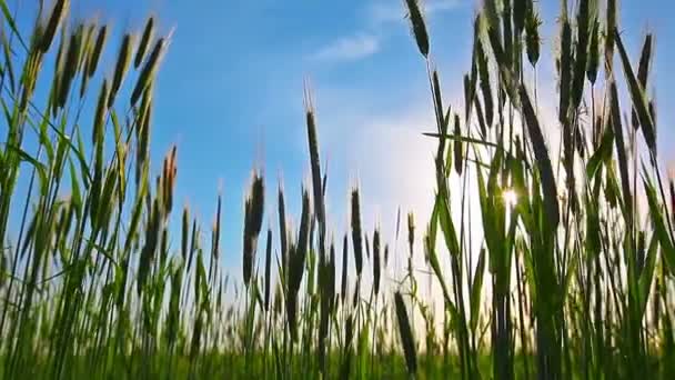 Campo de trigo verde — Vídeo de stock