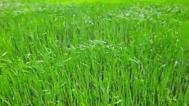 Herbe d'été 