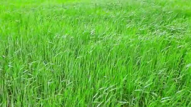 Herbe d'été 