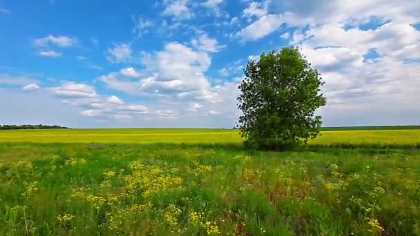 Arbre dans le champ — Video