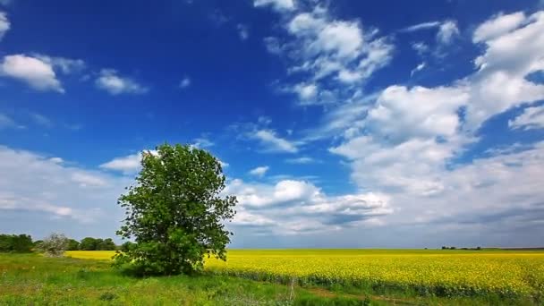 Árbol en el campo — Vídeo de stock