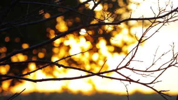 Forêt au lever du soleil — Video