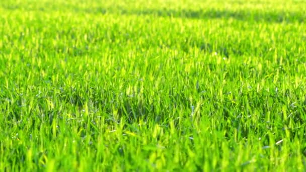 Herbe d'été 