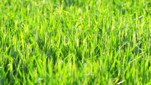Herbe d'été 