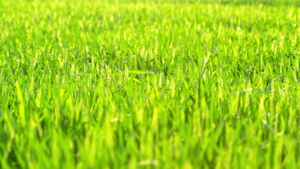 Herbe d'été 
