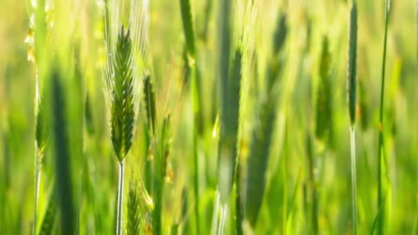 Зеленое пшеничное поле — стоковое видео