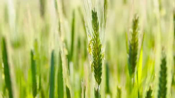 Campo de trigo verde — Vídeos de Stock