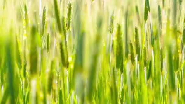 Campo de trigo verde — Vídeo de Stock