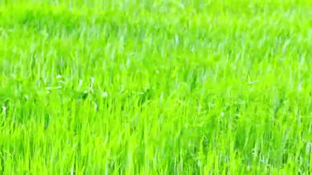 Herbe d'été 