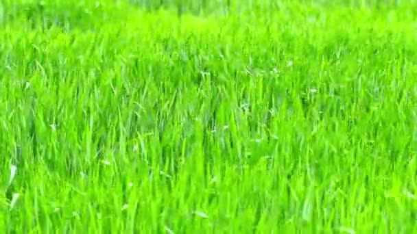 Herbe d'été 