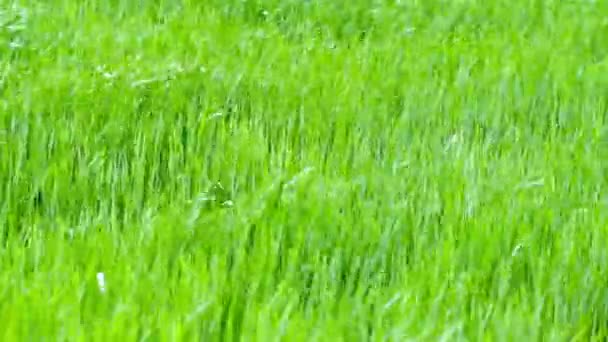 Herbe d'été 