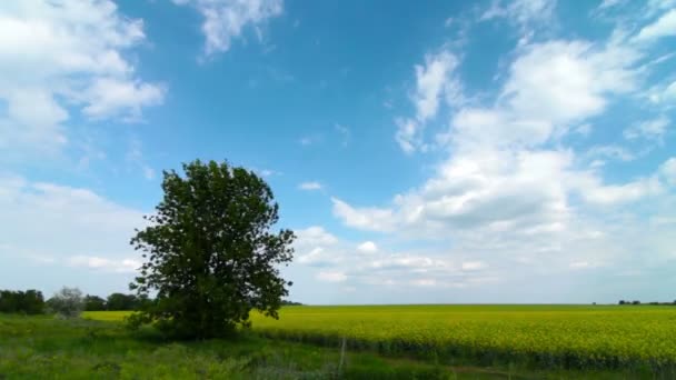 Árbol en el campo — Vídeo de stock