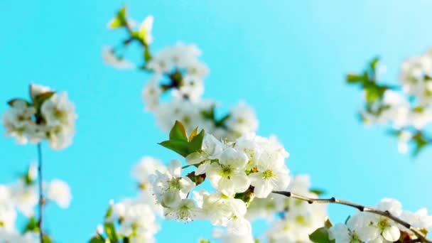 Flor de manzana — Vídeos de Stock