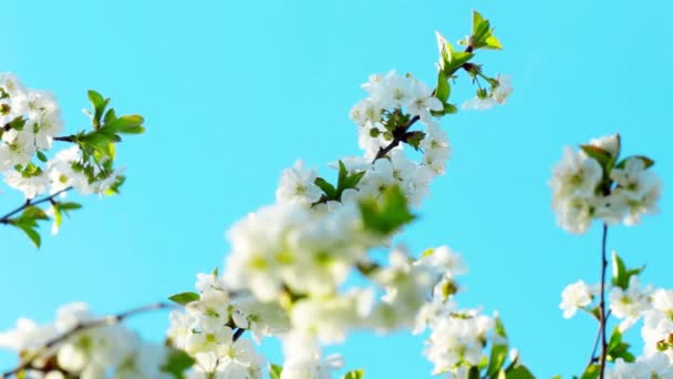 Fleur de pomme 