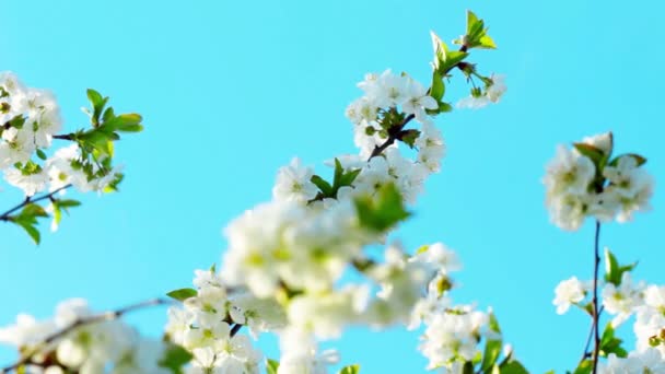 Flor de manzana — Vídeos de Stock