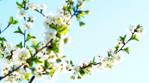 Flor de manzana — Vídeos de Stock