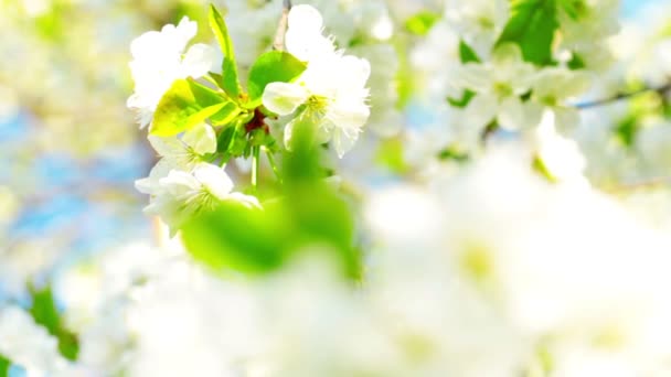 苹果花 — 图库视频影像