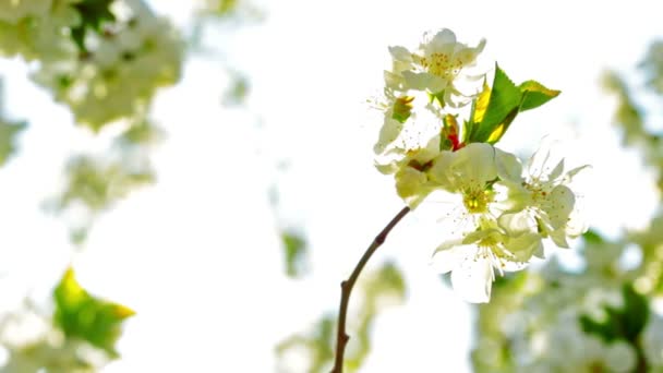 Flor de manzana — Vídeos de Stock