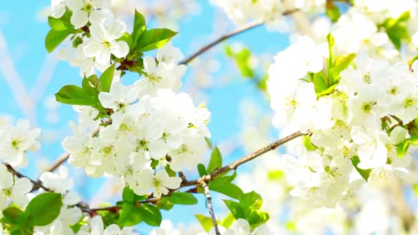 Яблуневий цвіт — стокове відео