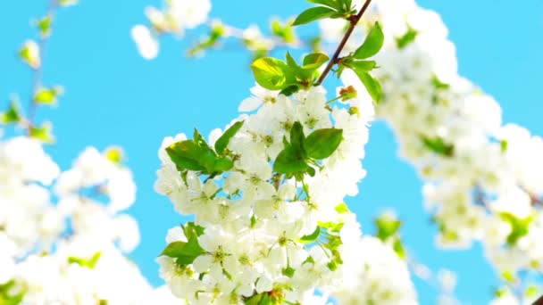 Fleur de pomme 