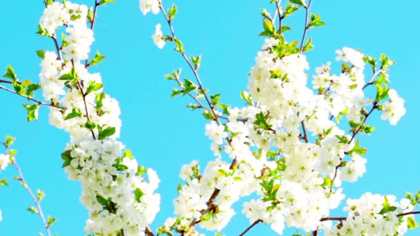 Apple blossom — Stockvideo