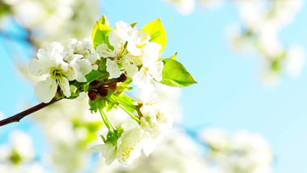 Flor de manzana — Vídeos de Stock