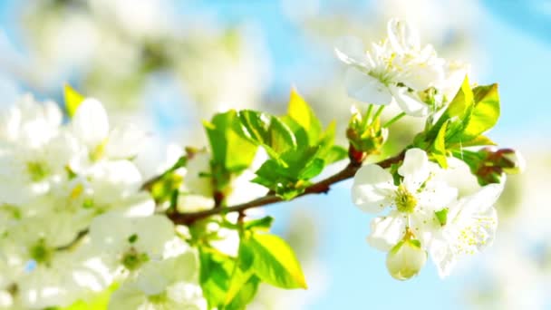 Flor de manzana — Vídeos de Stock