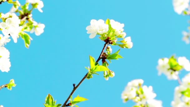 Fleur de pomme 