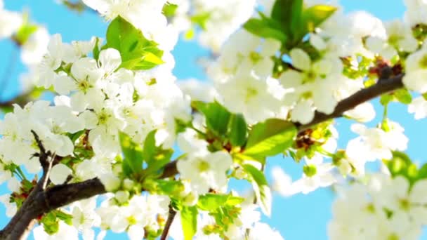 Apple blossom — Stockvideo