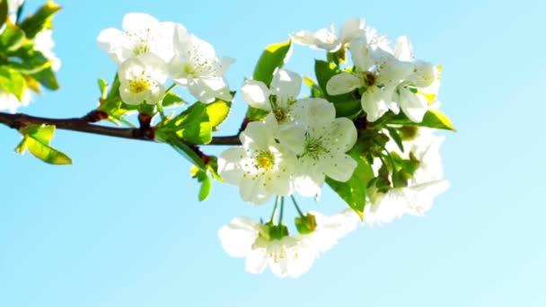 Apple blossom — Stockvideo