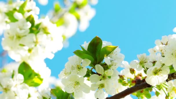 Flor de manzana — Vídeos de Stock