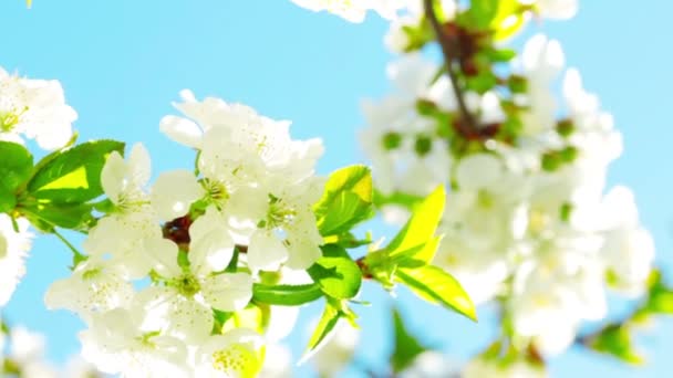 Fleur de pomme 