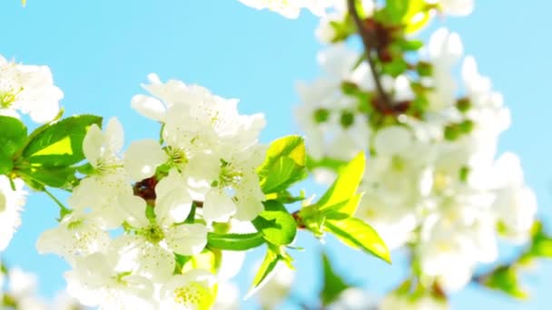 Flor de manzana — Vídeos de Stock