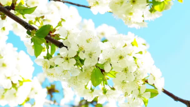 Flor de manzana — Vídeos de Stock