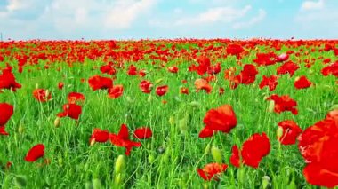 haşhaş çiçekleri