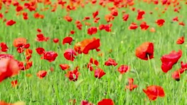 haşhaş çiçekleri