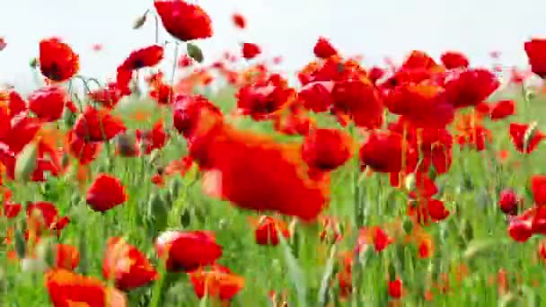 Poppy bloemen — Stockvideo